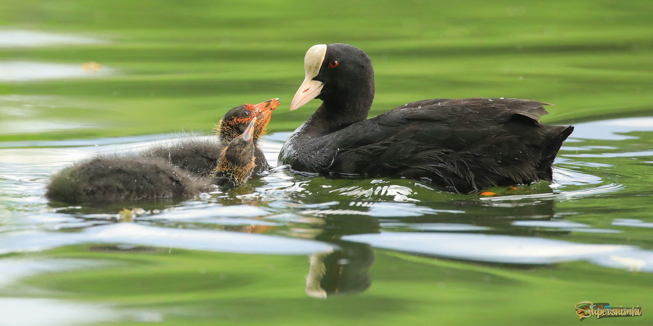 Папа,  а где же еда?!