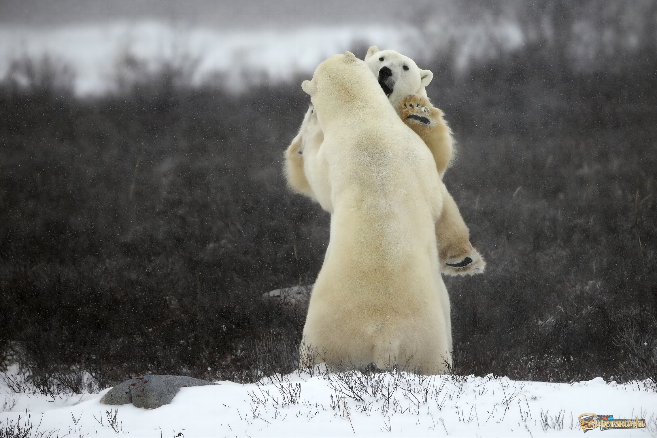 Не оборачивайся! Там папарацци нас снимают!