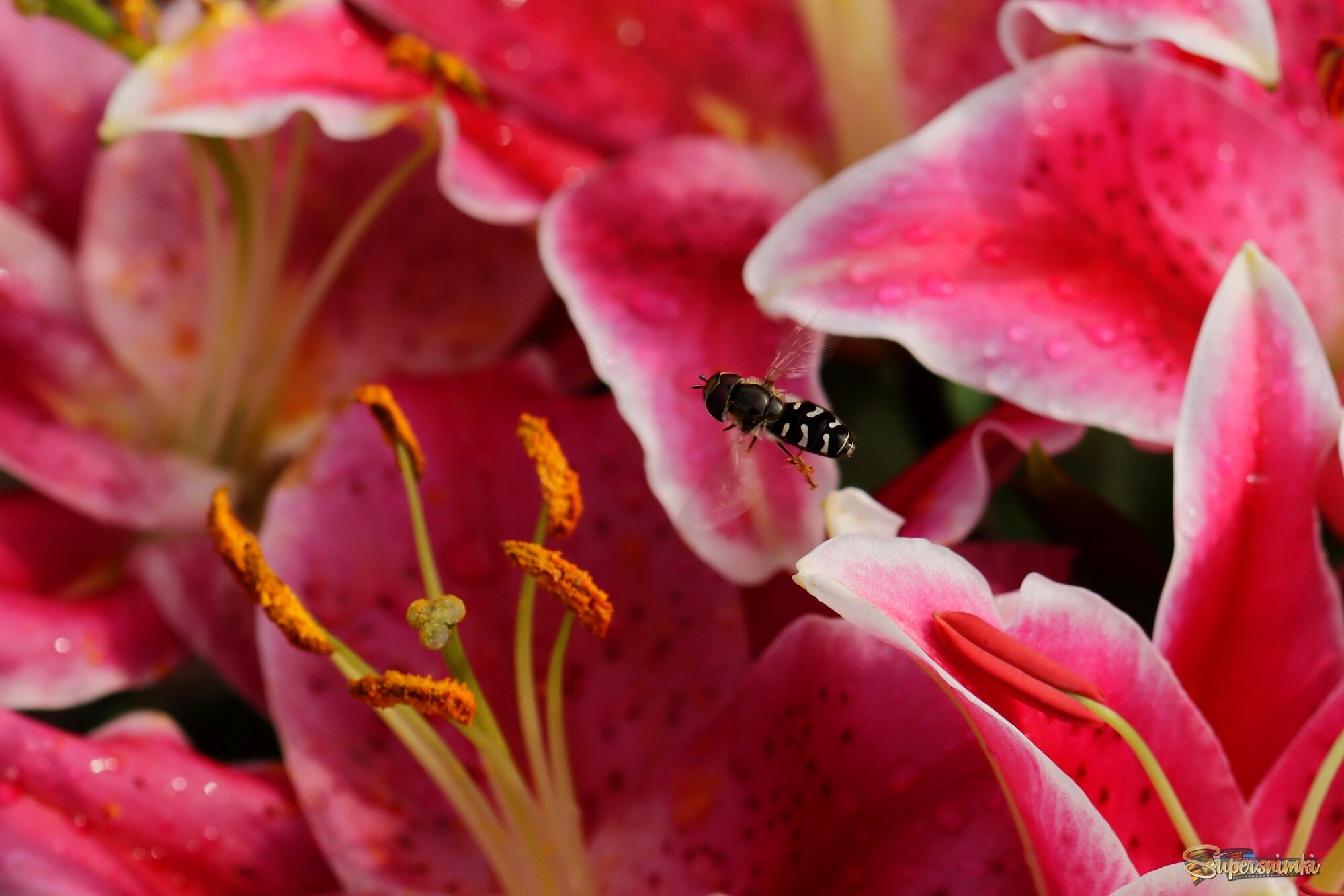 Доброе утро