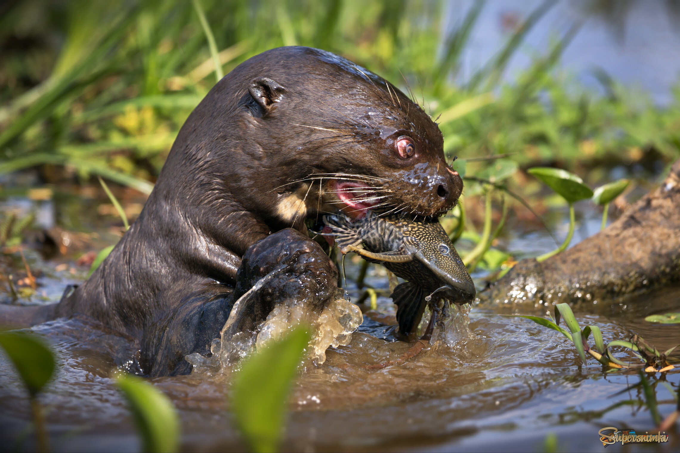 Вкусно и  сытно