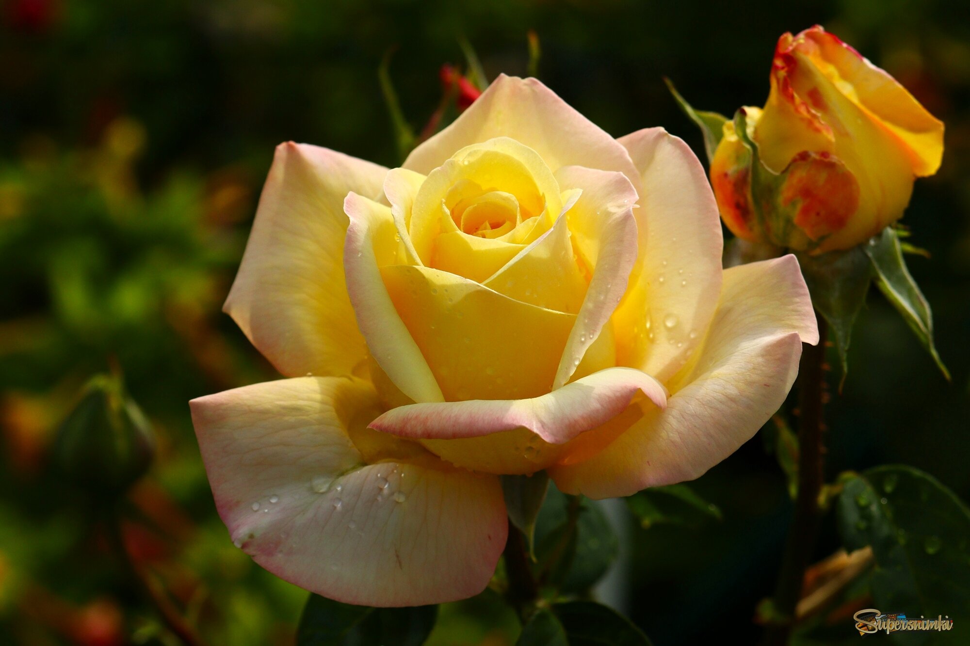 Доброе утро