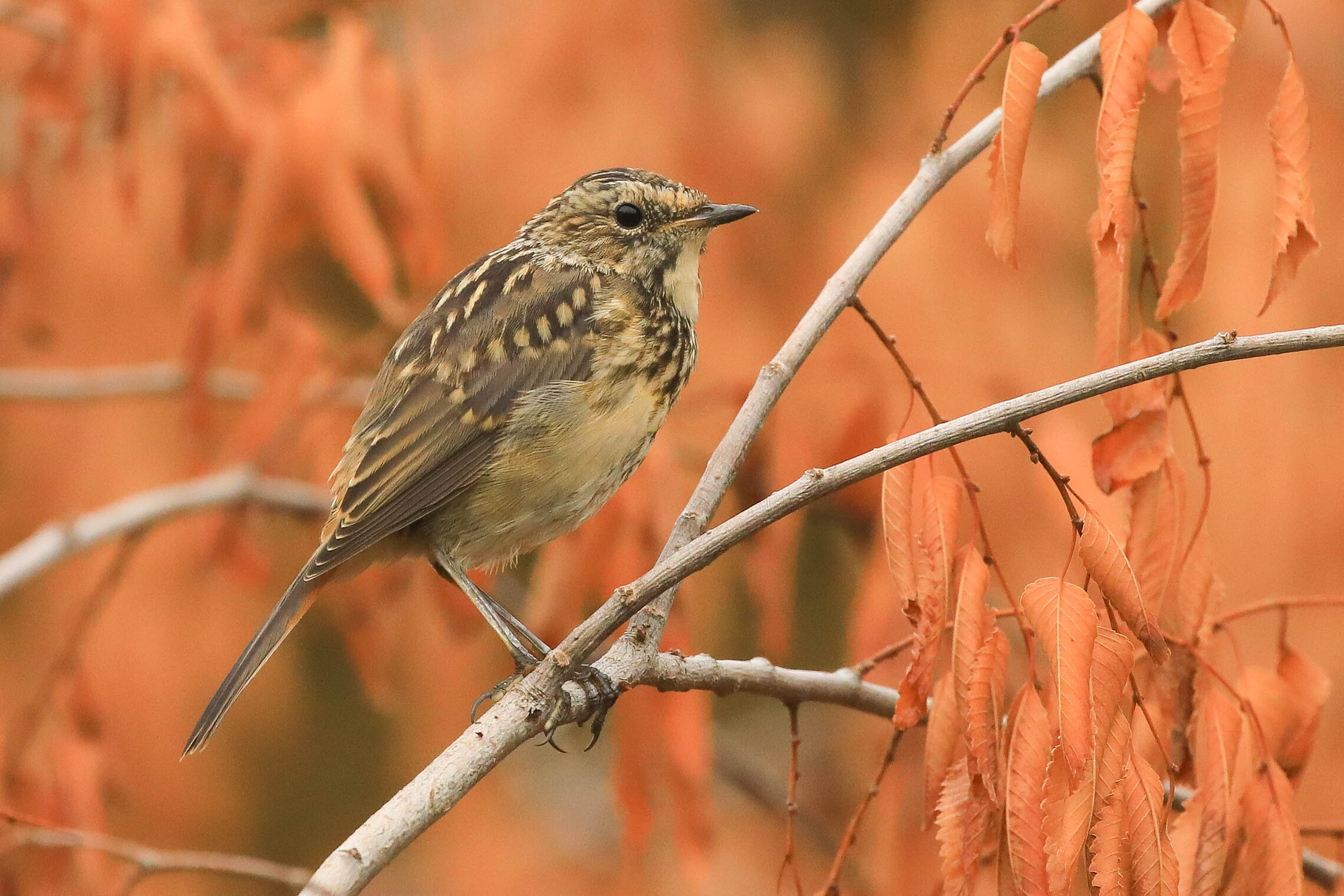 Приближение осени