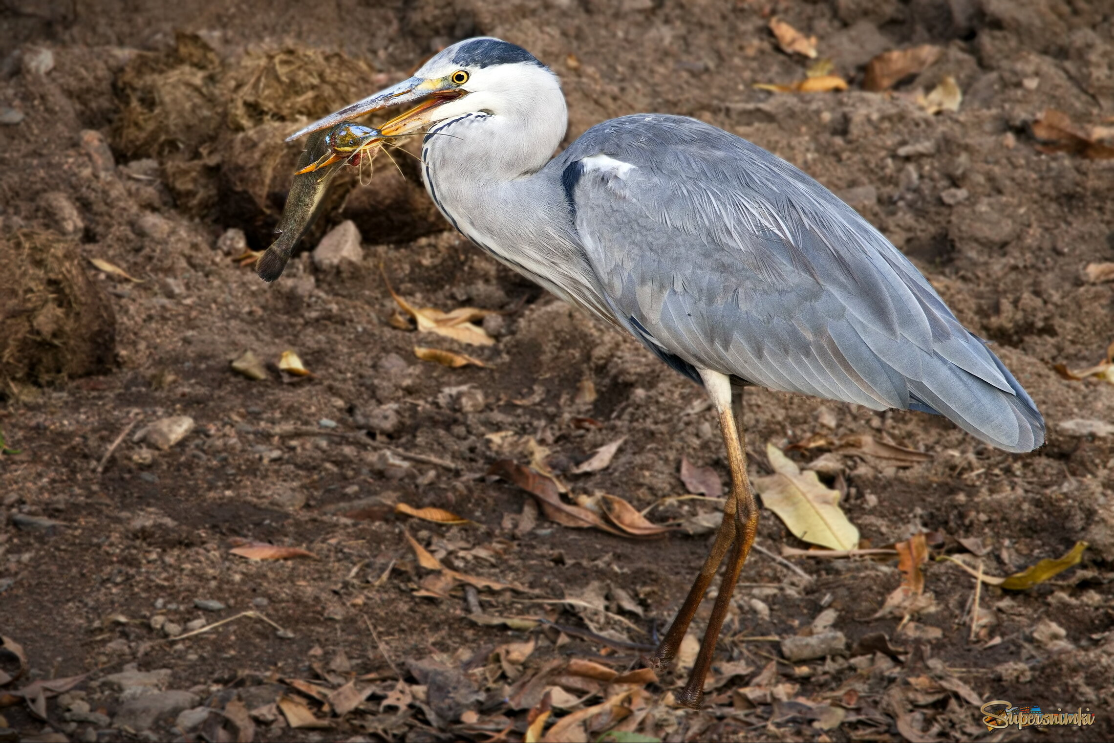 Про серую цаплю и сомика