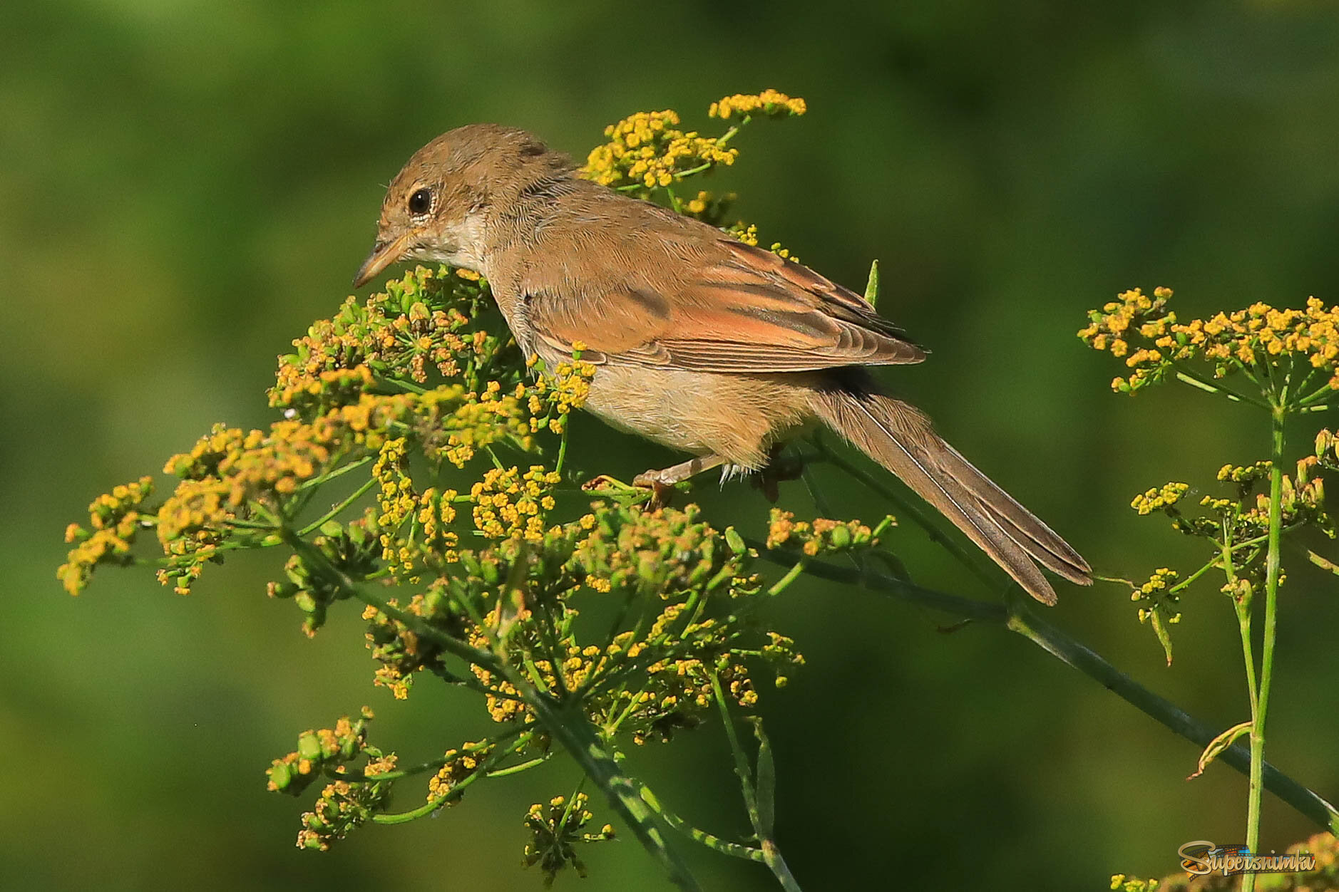 О, здесь есть чем поживиться!