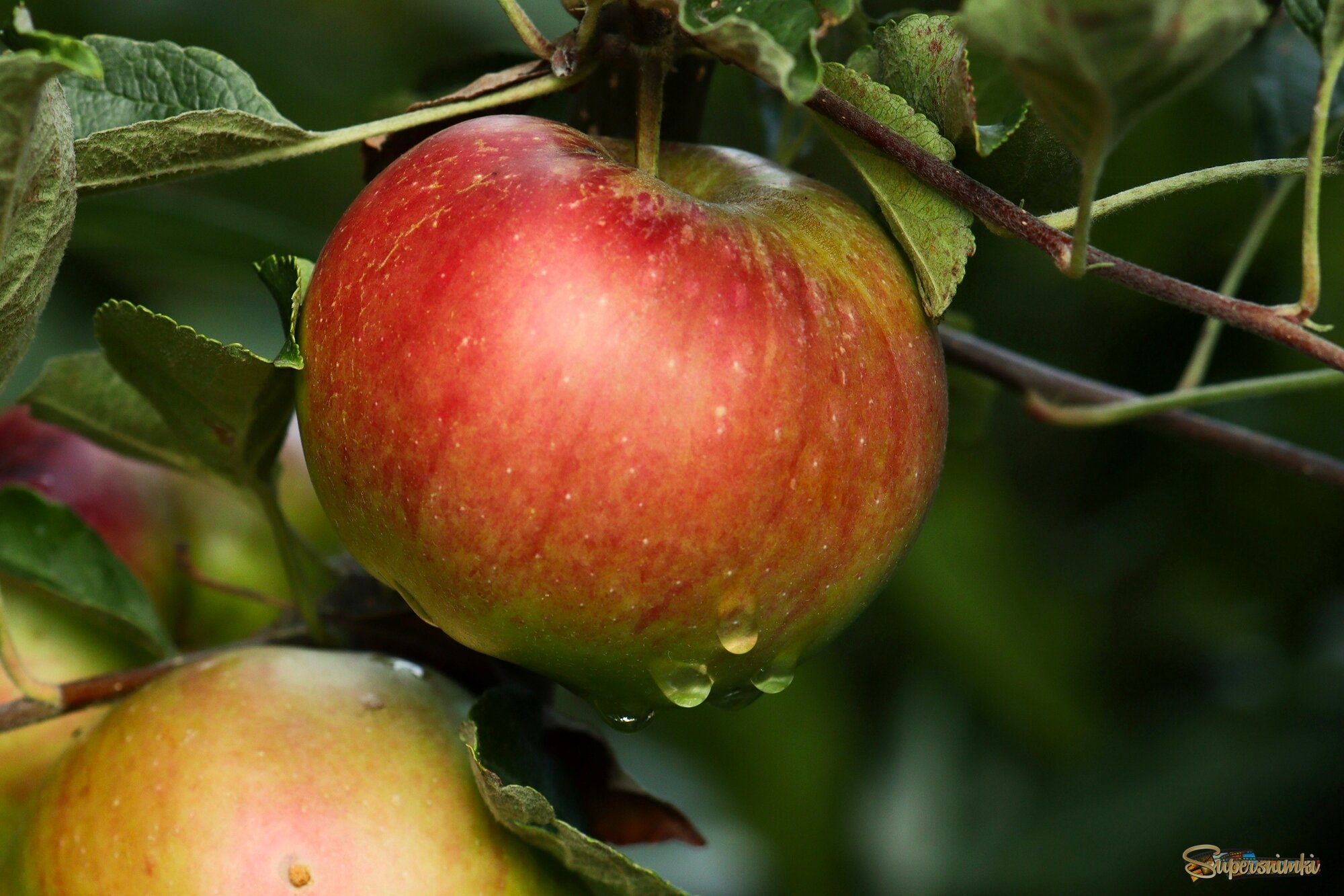 Яблочная пора