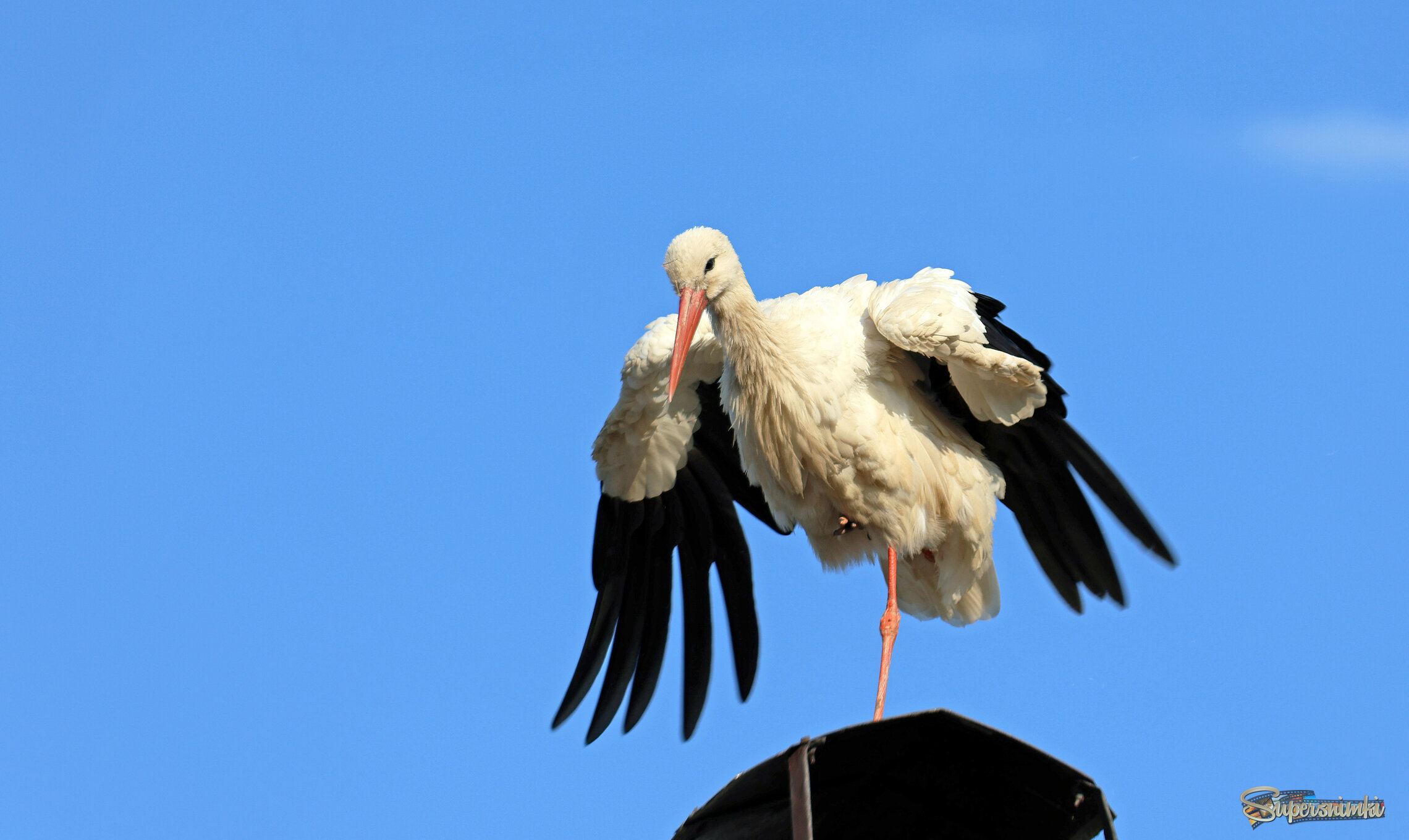 Аист на крыше.