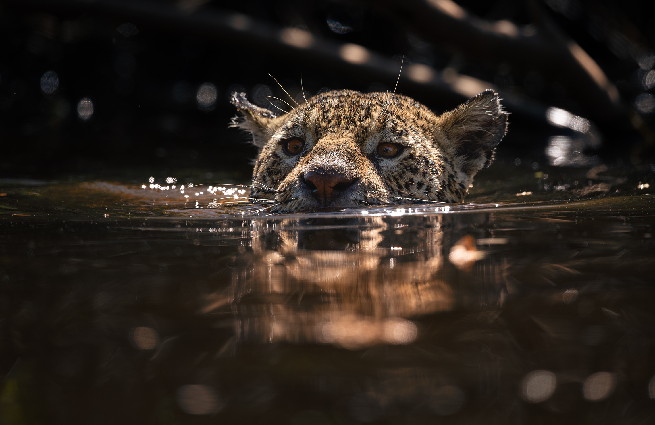 Кошки тоже умеют плавать 