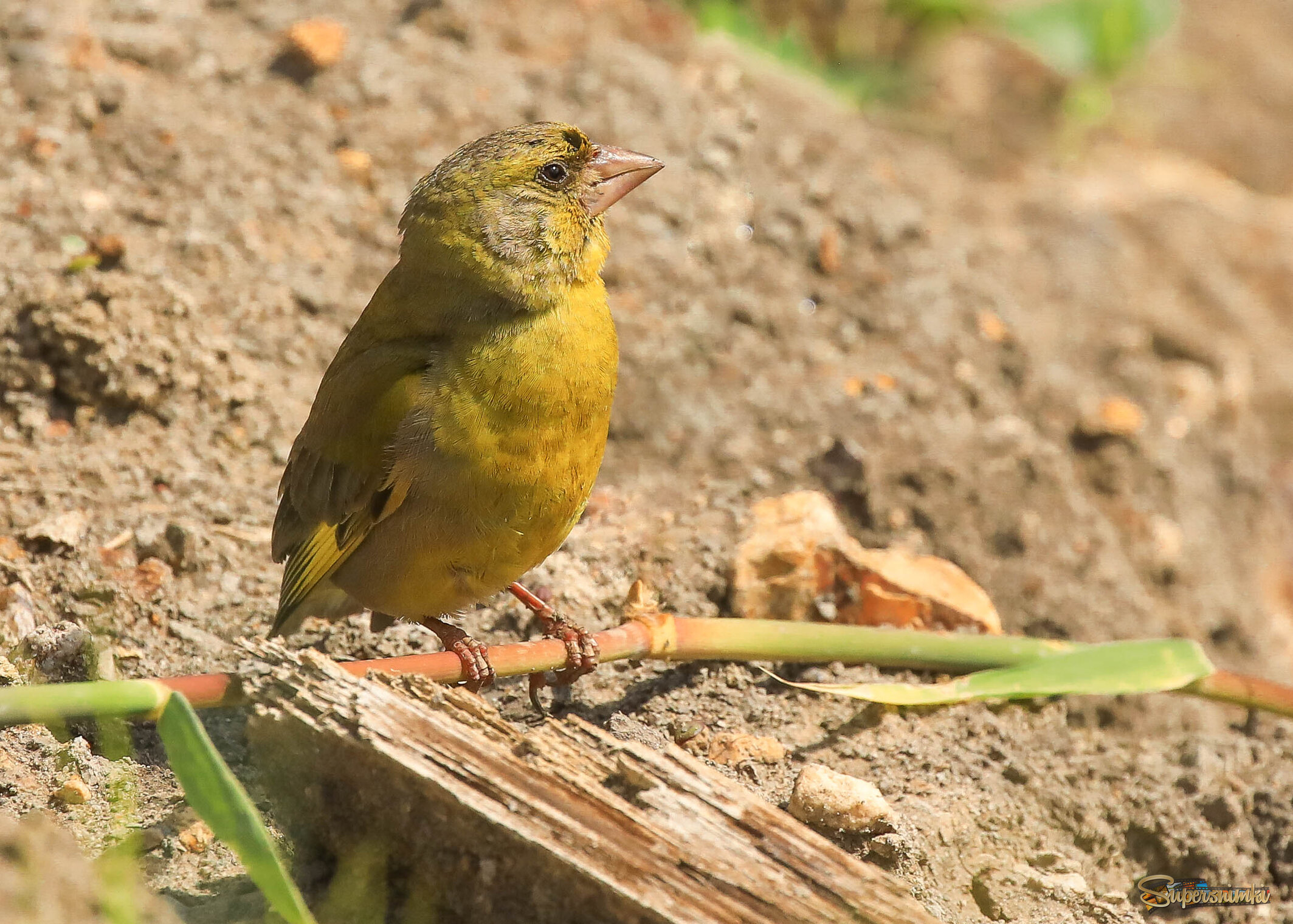 В непривычном антураже