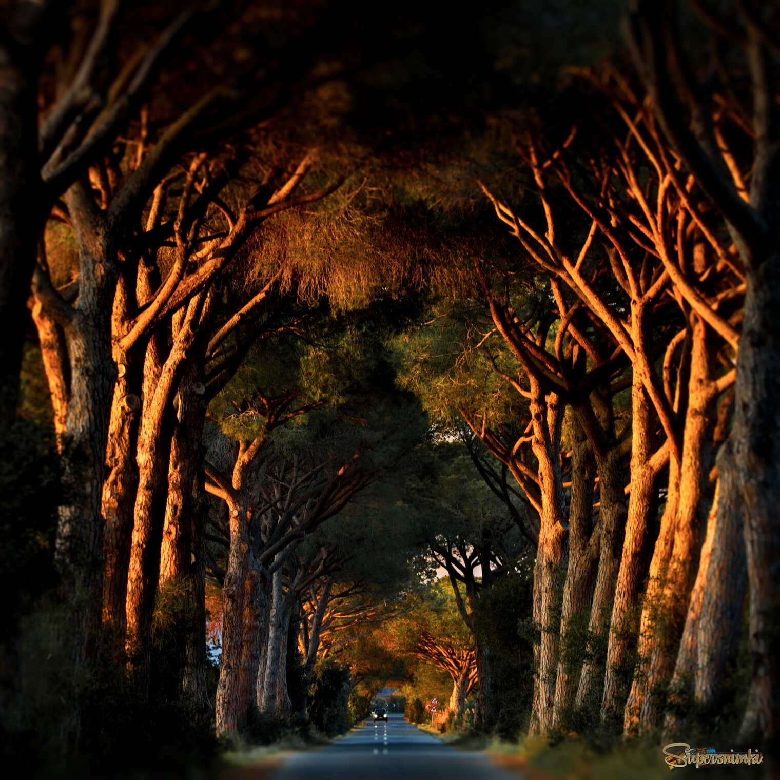 Сосновая тема по-итальянски