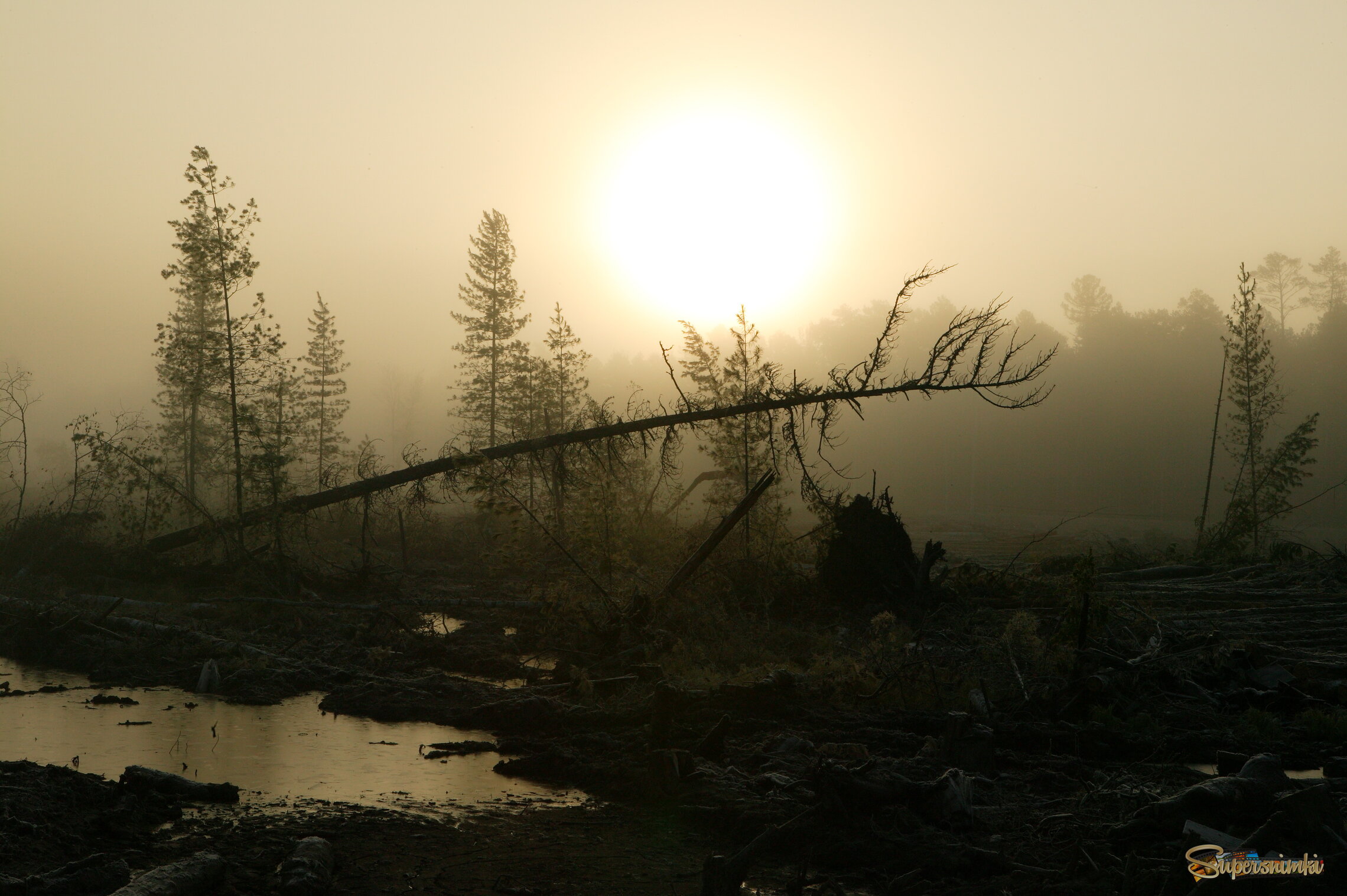 Большое Васюганское болото***