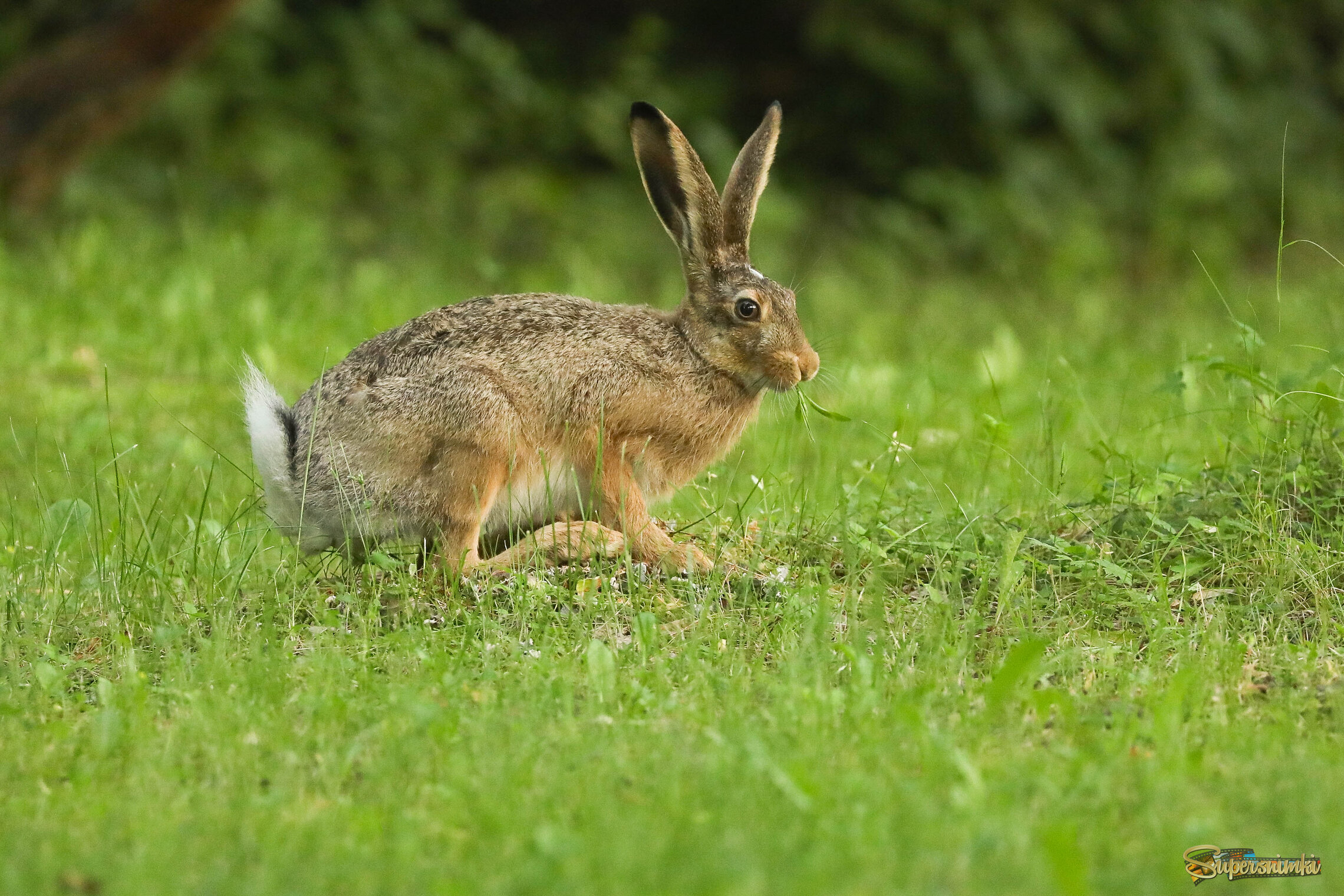 Хвост трубой