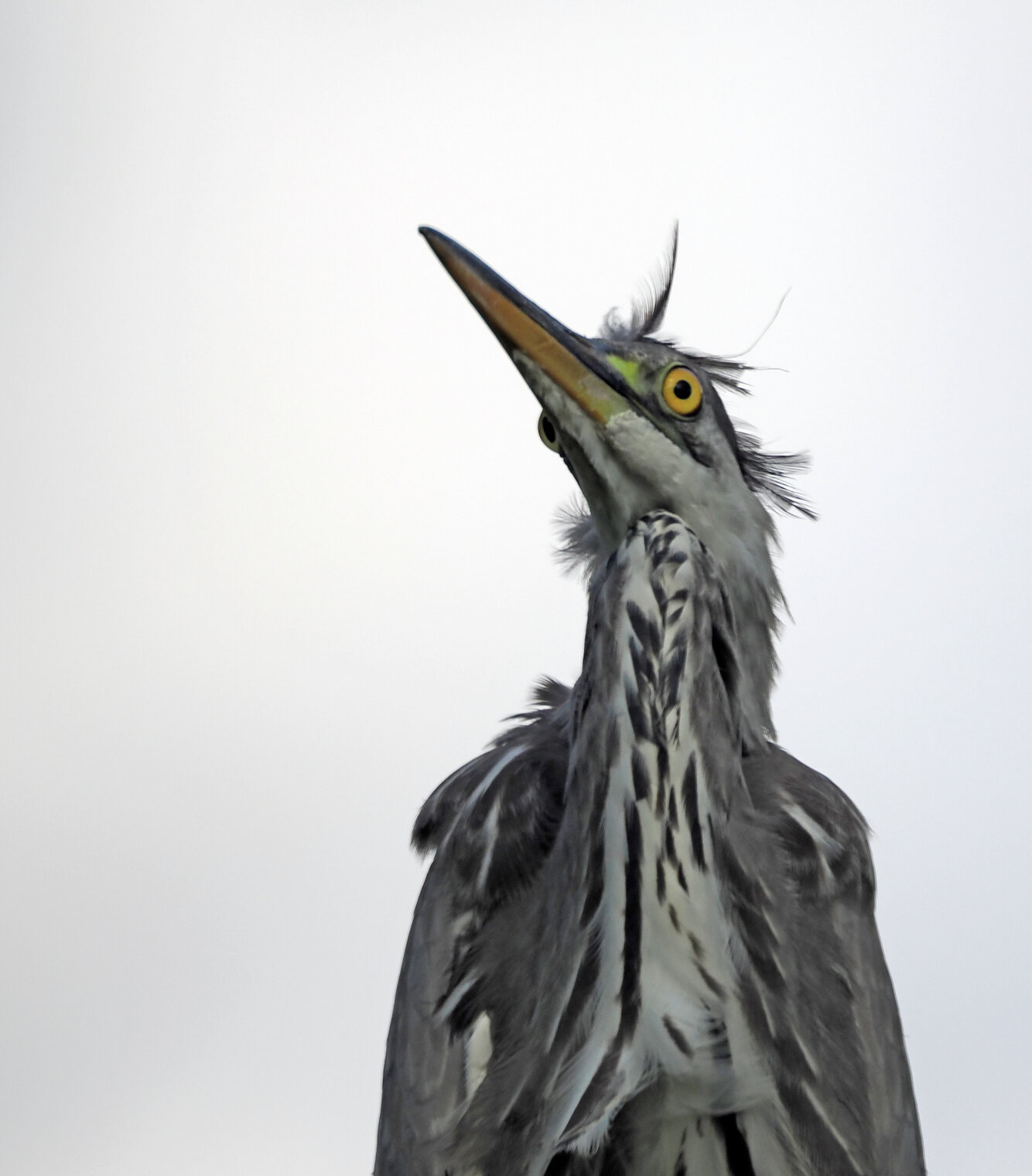 Молодая серая цапля.