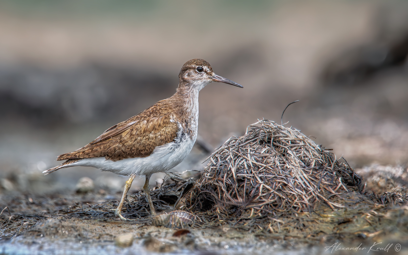 Перевозчик