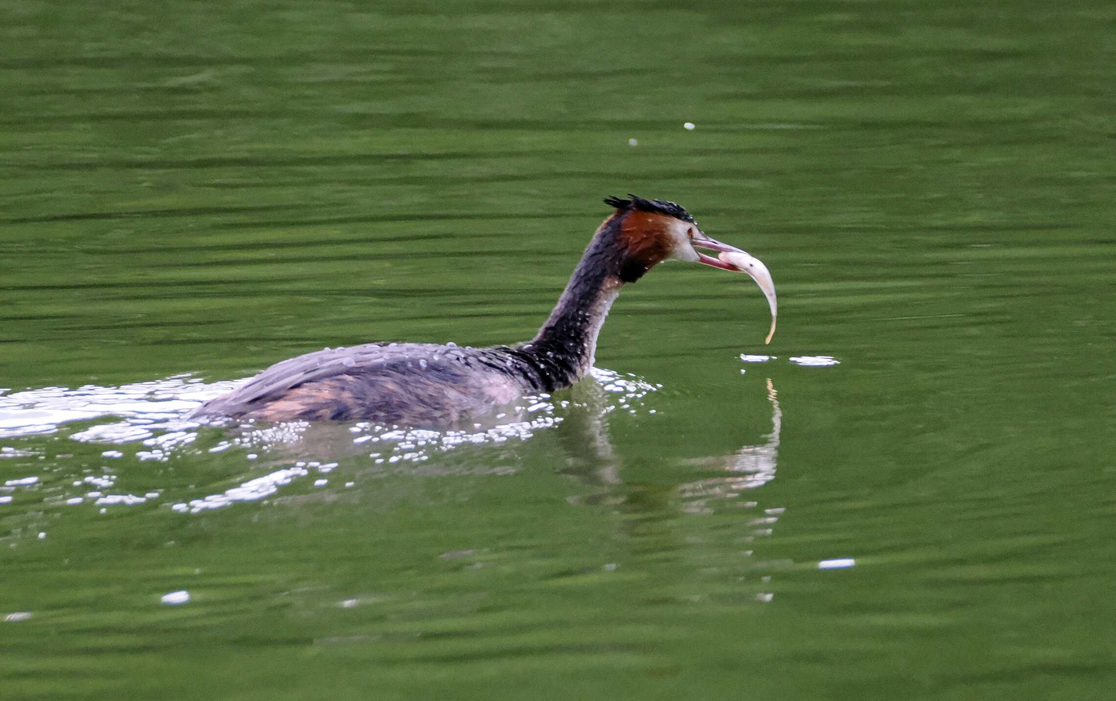 Чомга и её вечно голодный взрослый птенец.