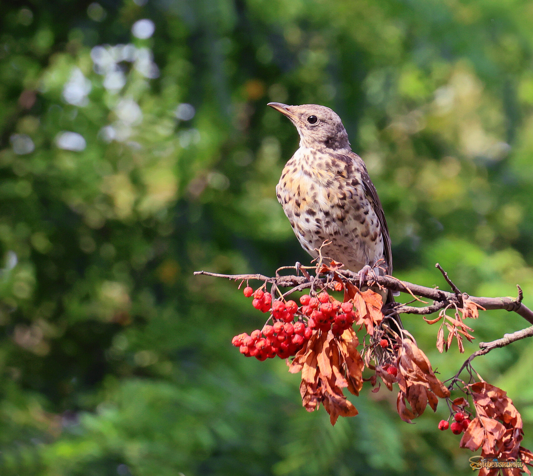Дрозд-рябинник