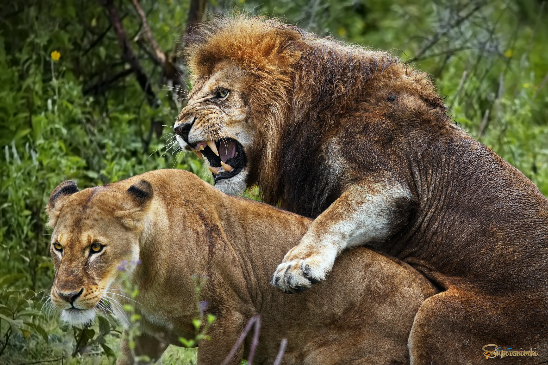 Семейные разборки