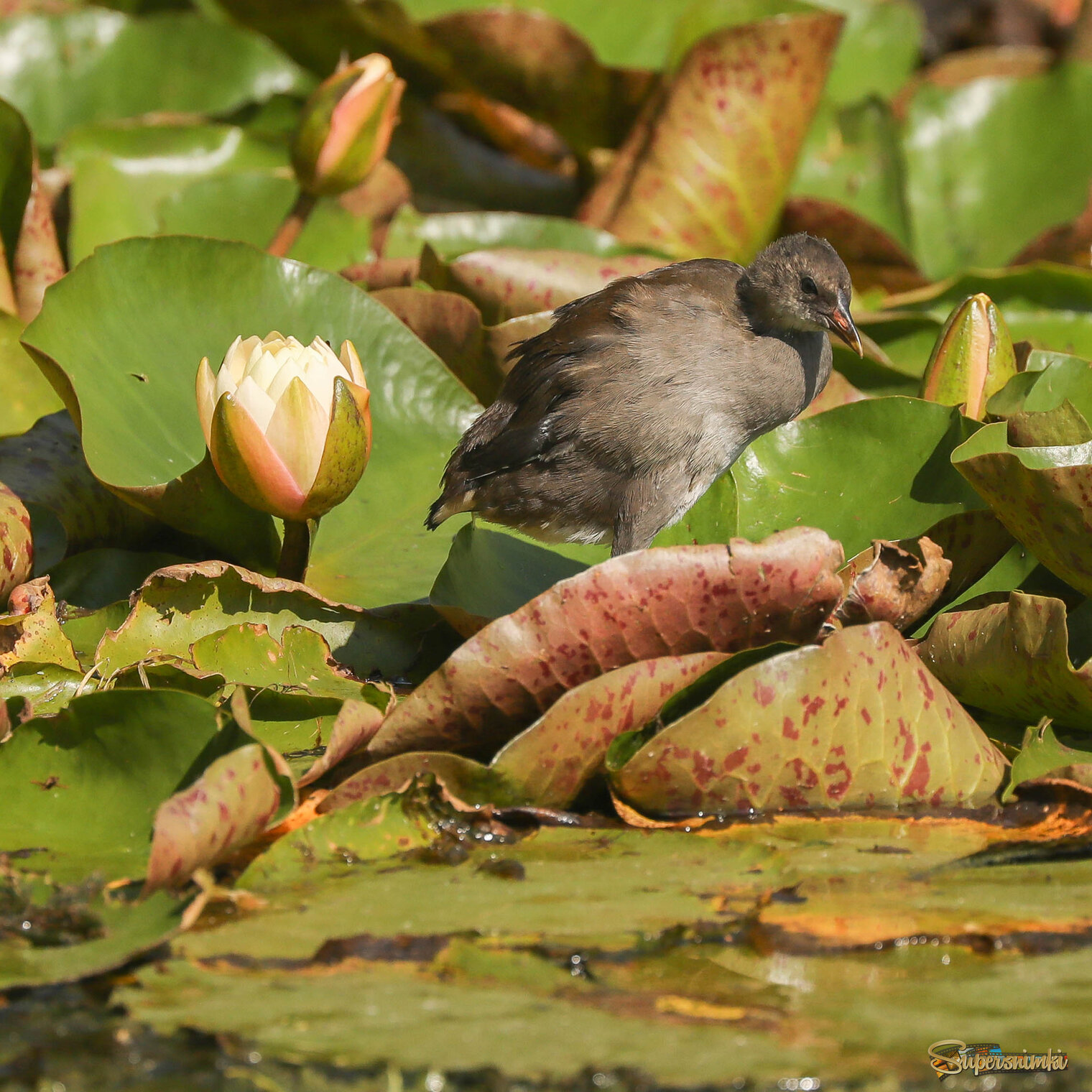 Среди нимфей