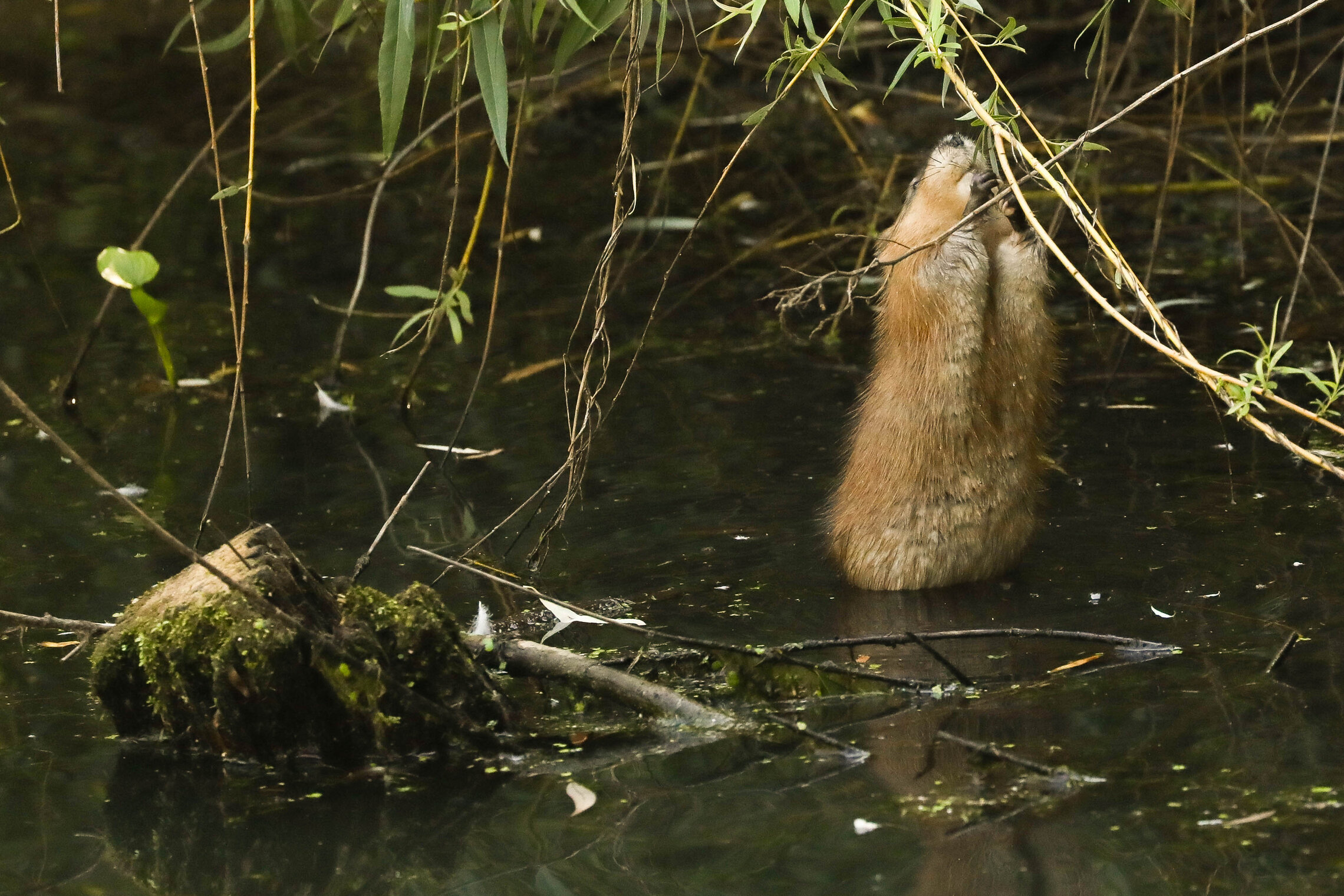 Ива на обед
