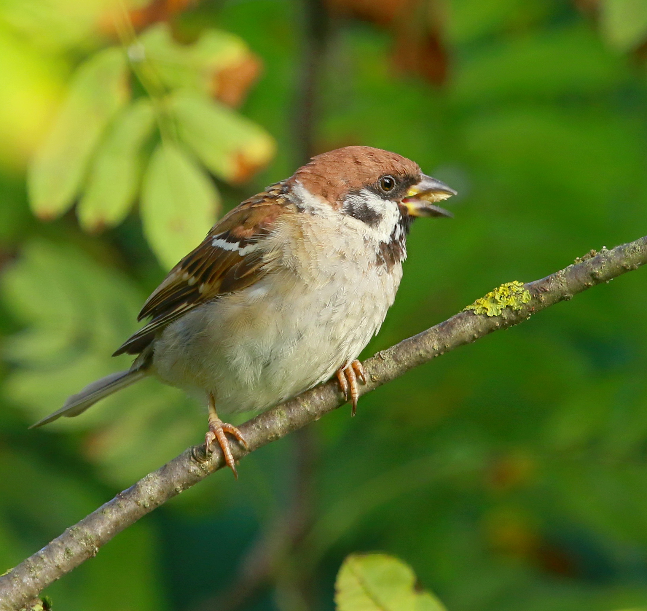 всем довольный...