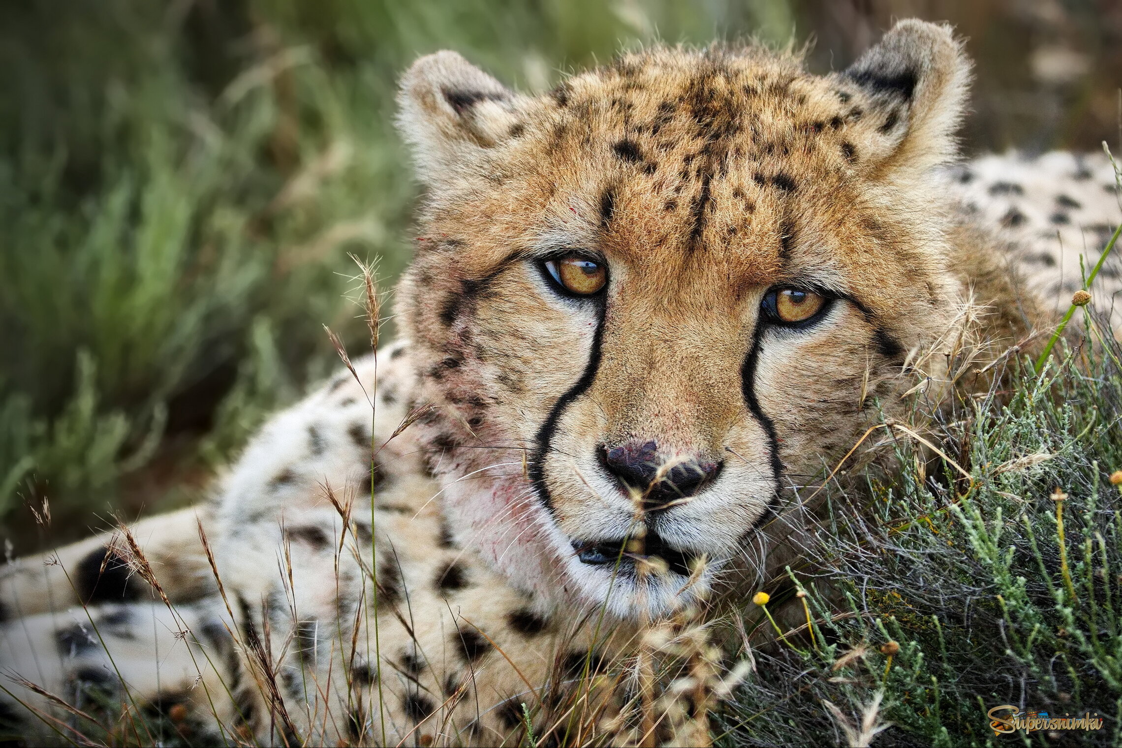 Вот и познакомились!