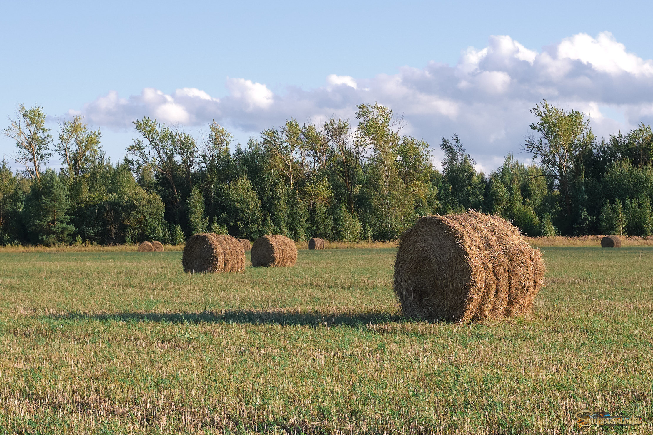 На скошенном поле