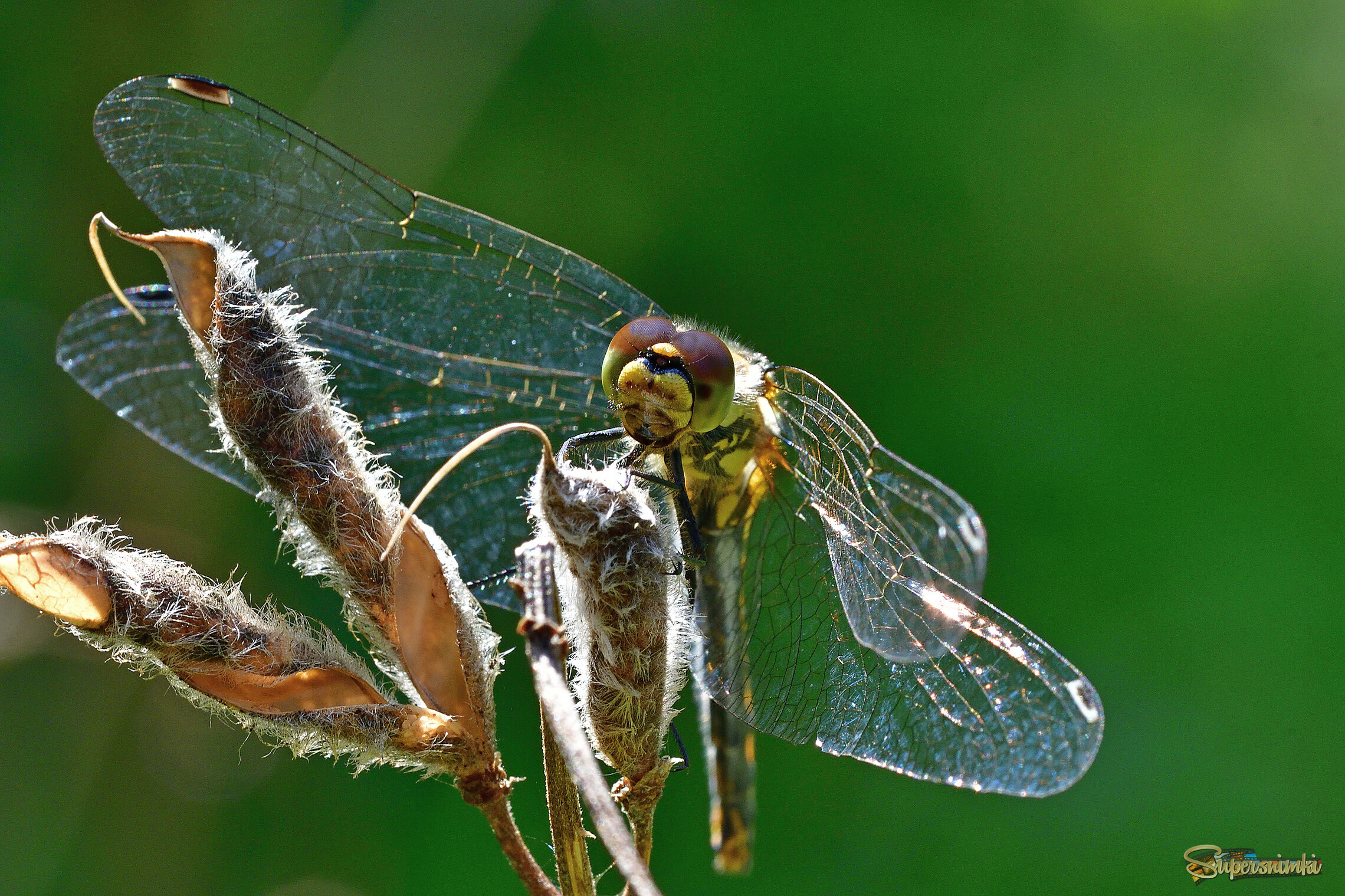 68a700ae7d10404ee7dcdd5f