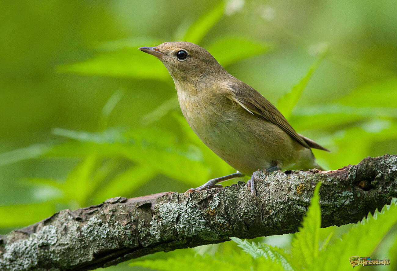 Садовая славка