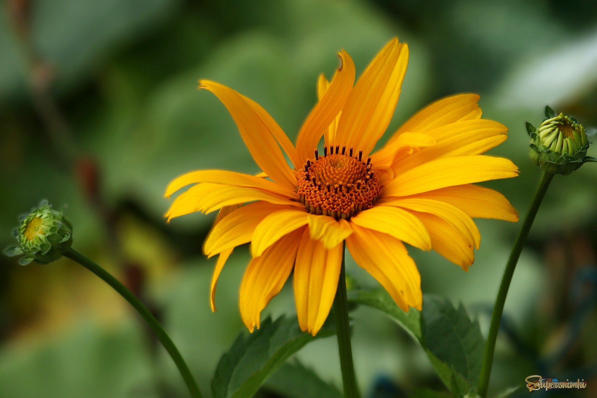 Простенький