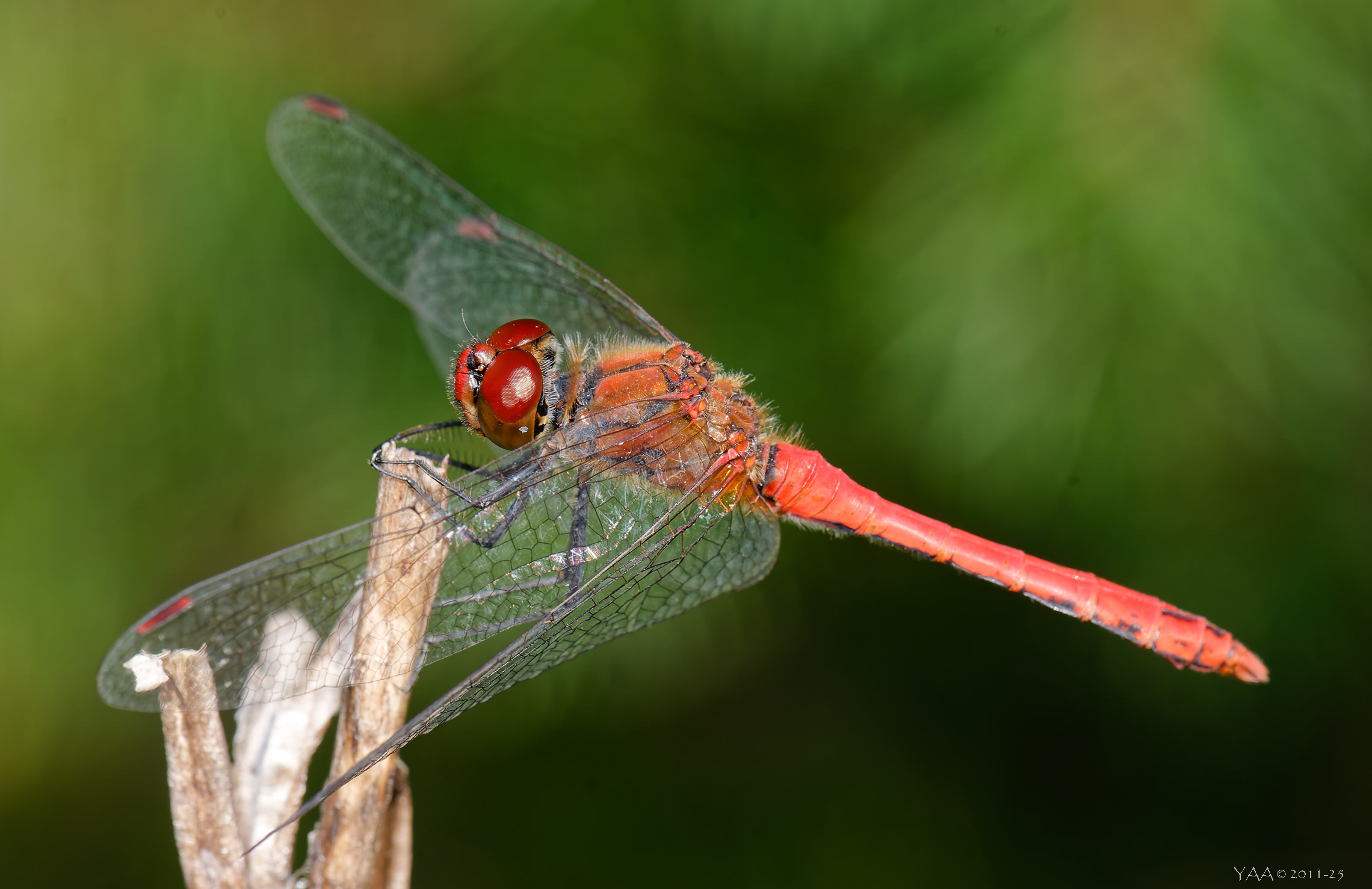 🐞 Кровавый август 🙂