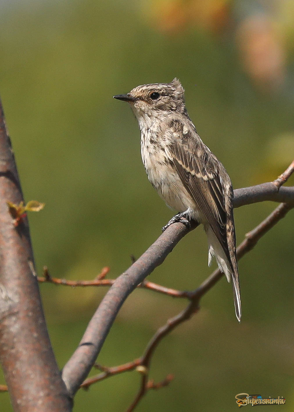 Прическа от ветра