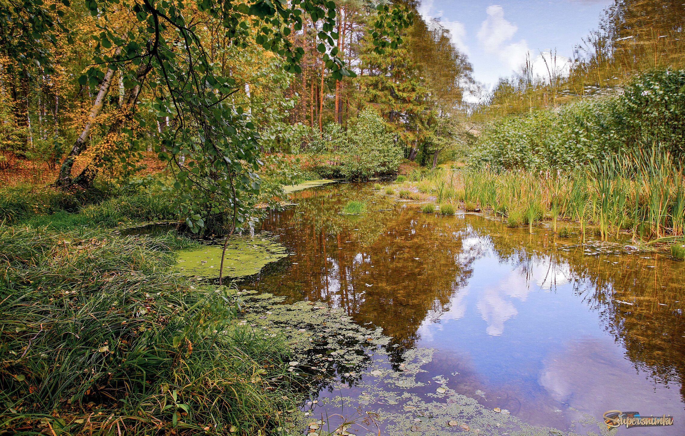 Дикий уголок в парке.