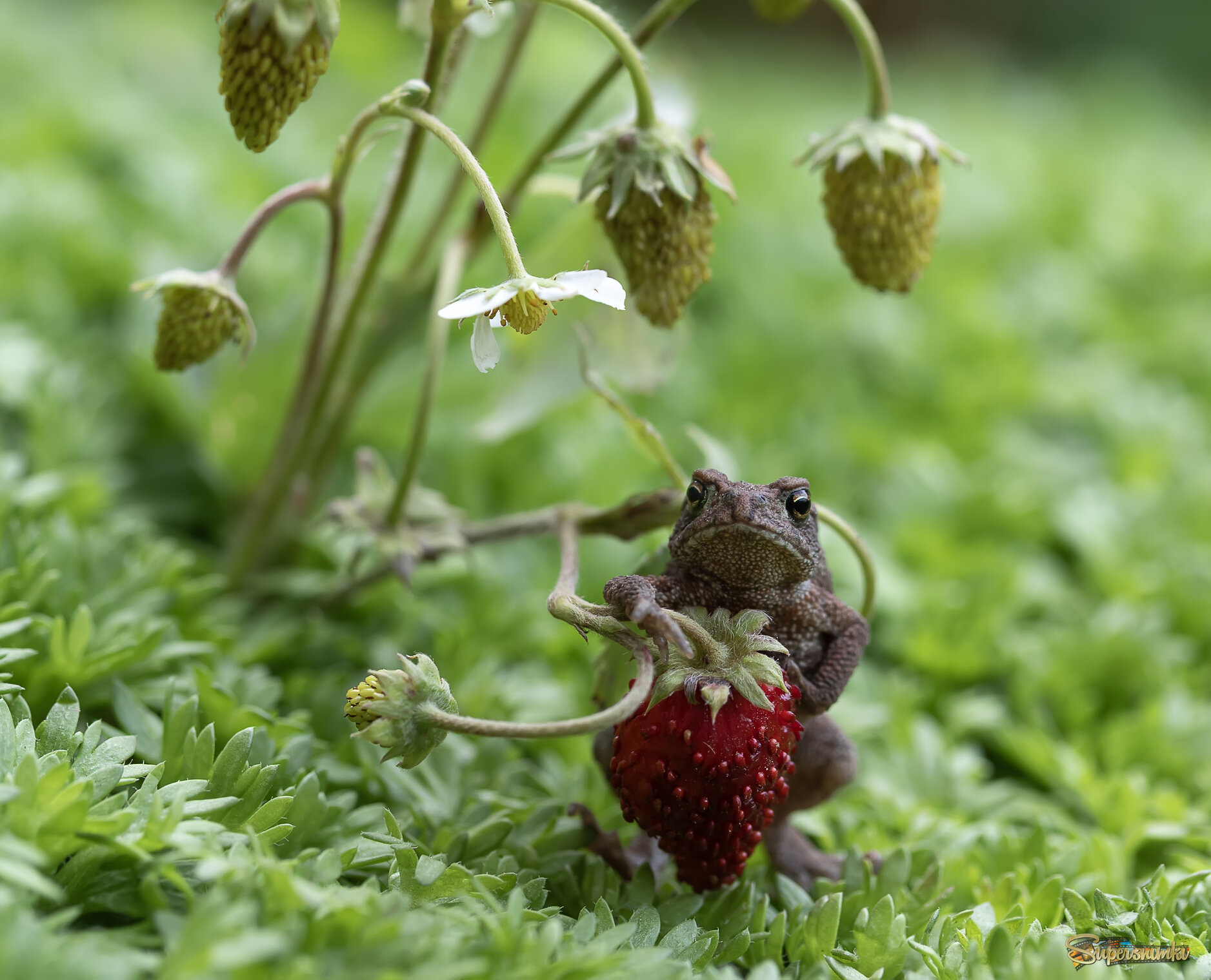 Выступающий)