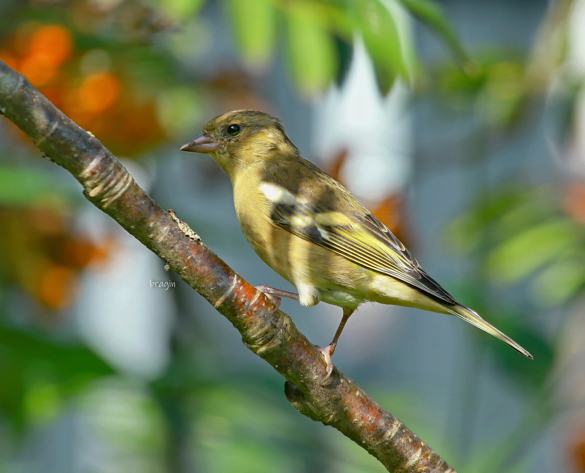 шаги зяблика