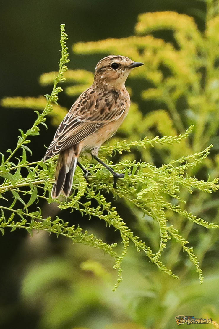 Вся в делах