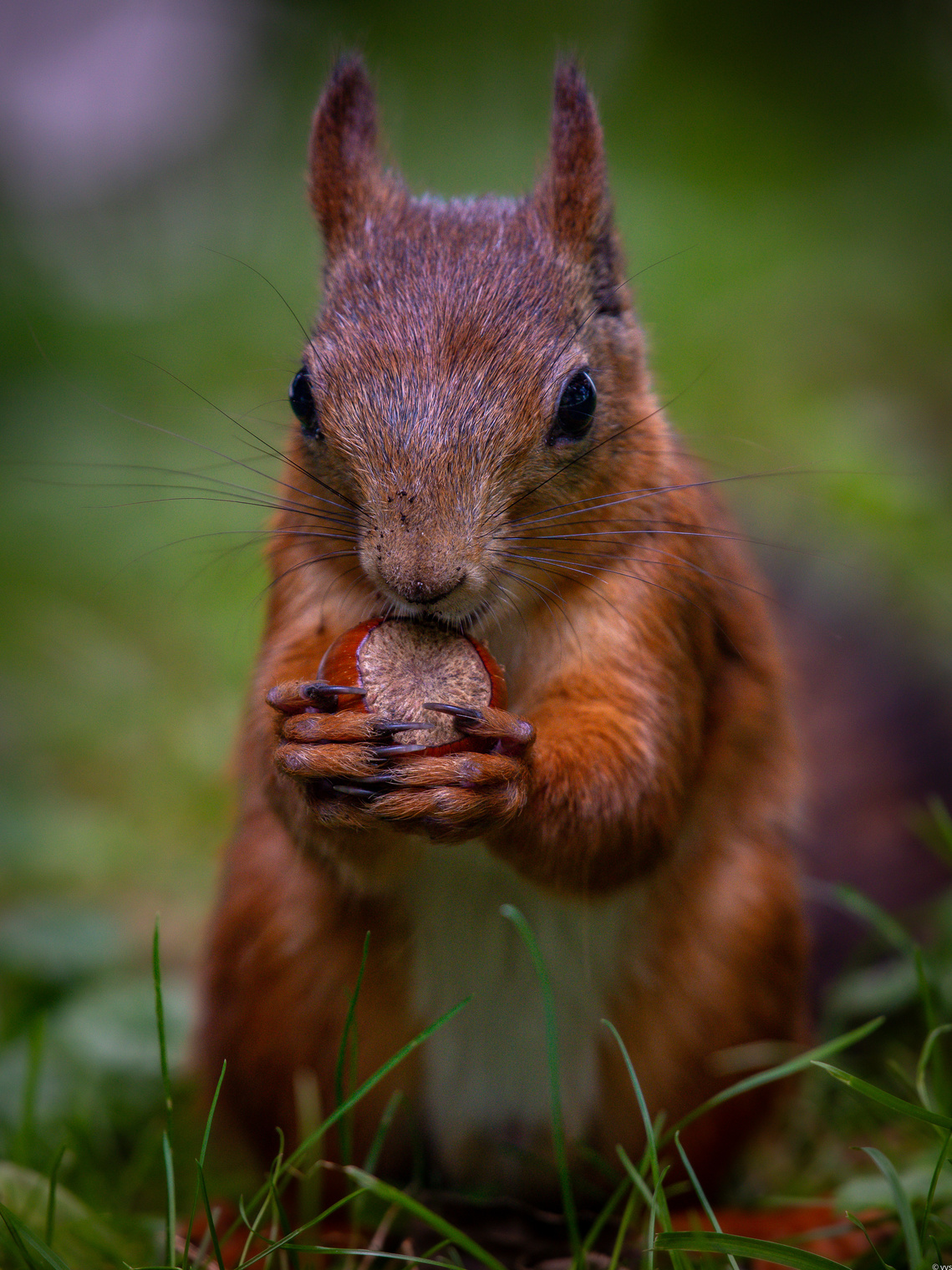 "Съесть иль закопать ? Вот в чём вопрос ."