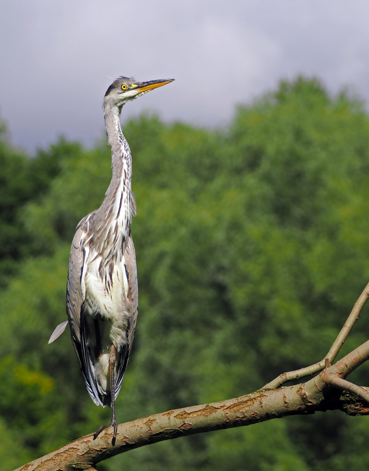 Молодая серая цапля.