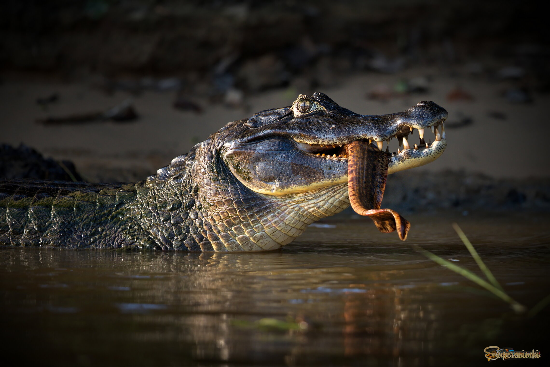 В тихой заводи