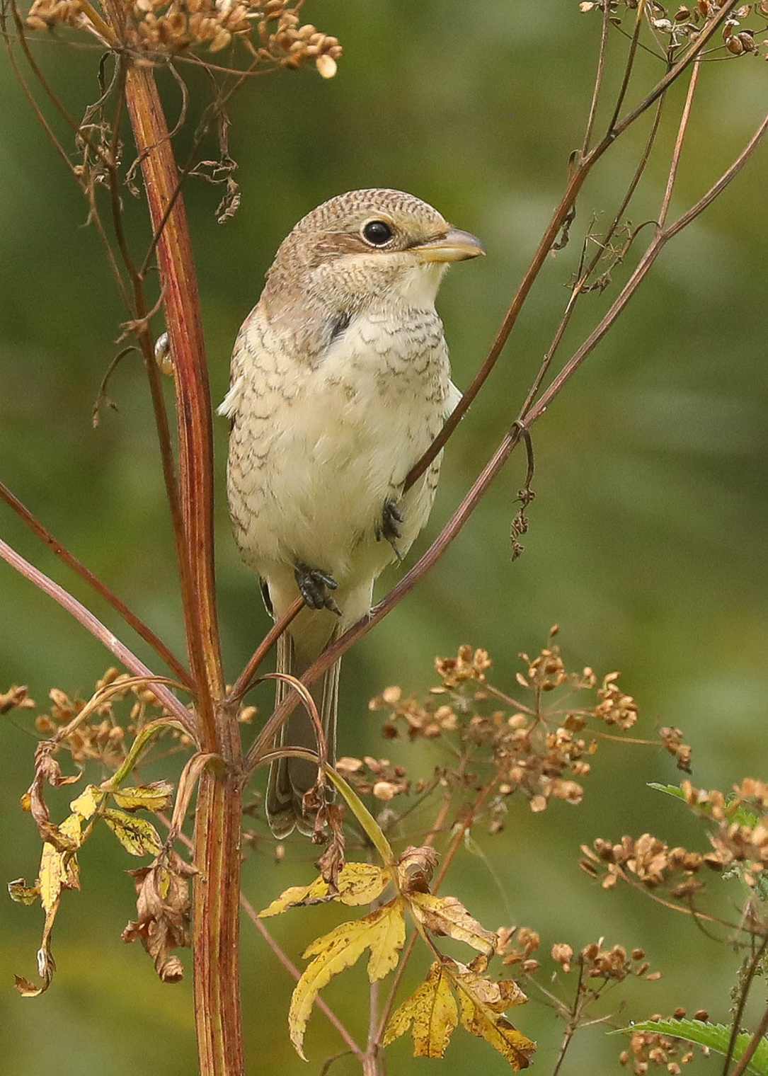 На любимой присаде
