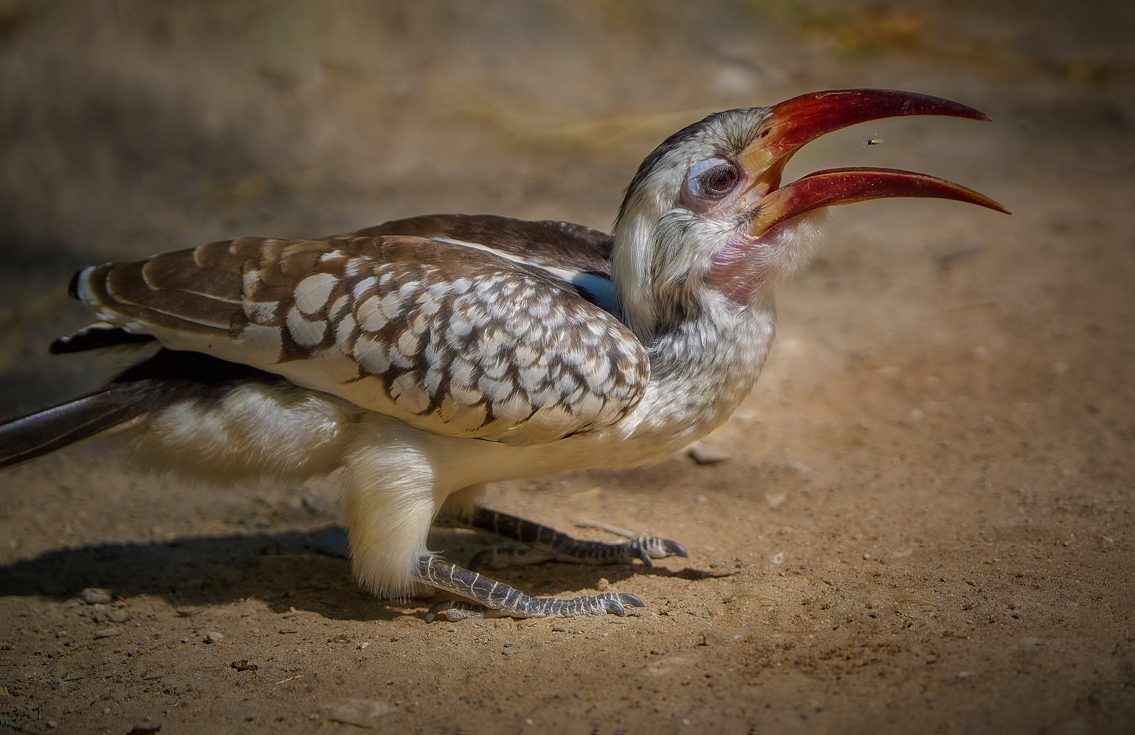 Намибийские истории...