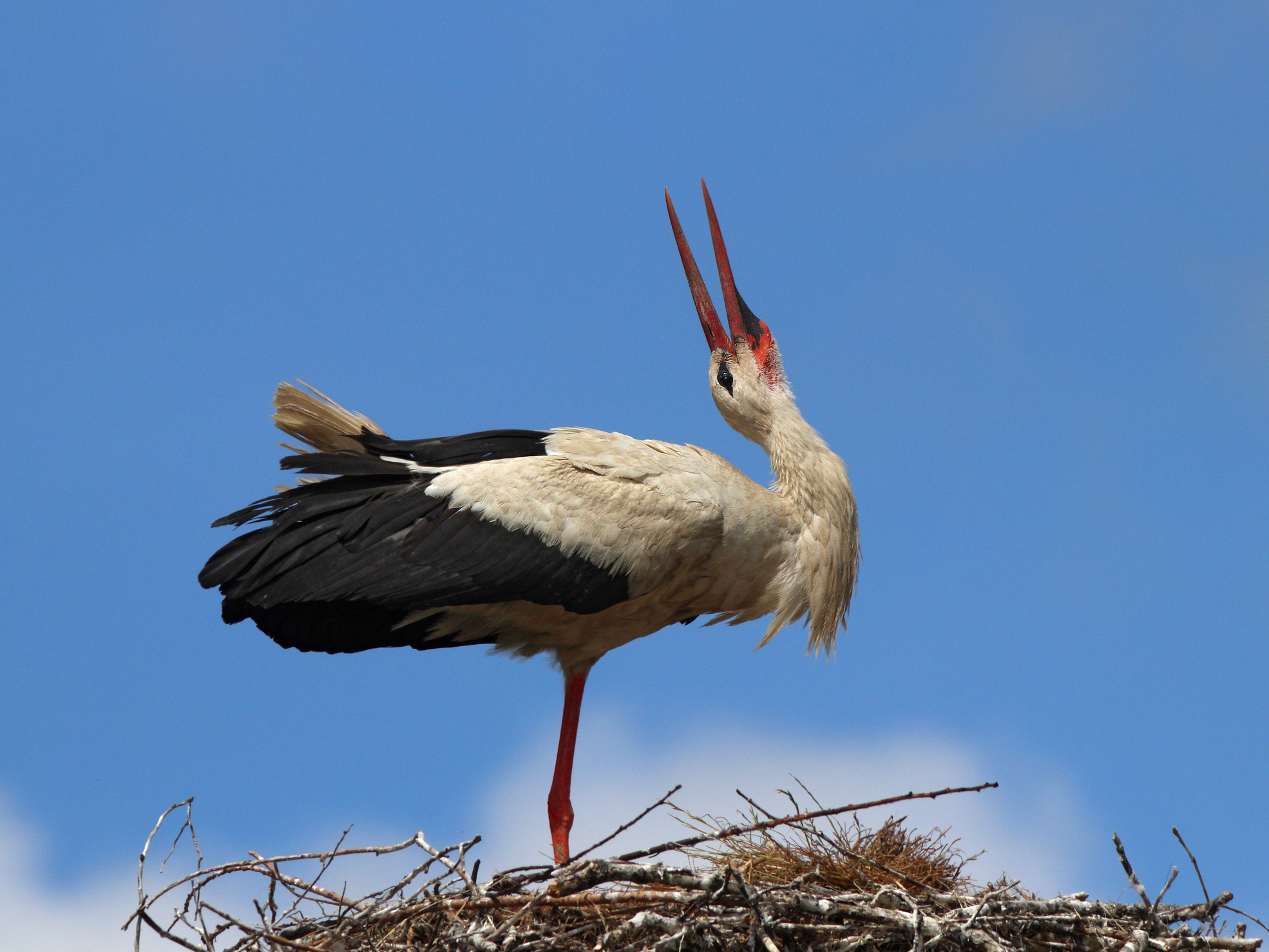 Аист на гнезде