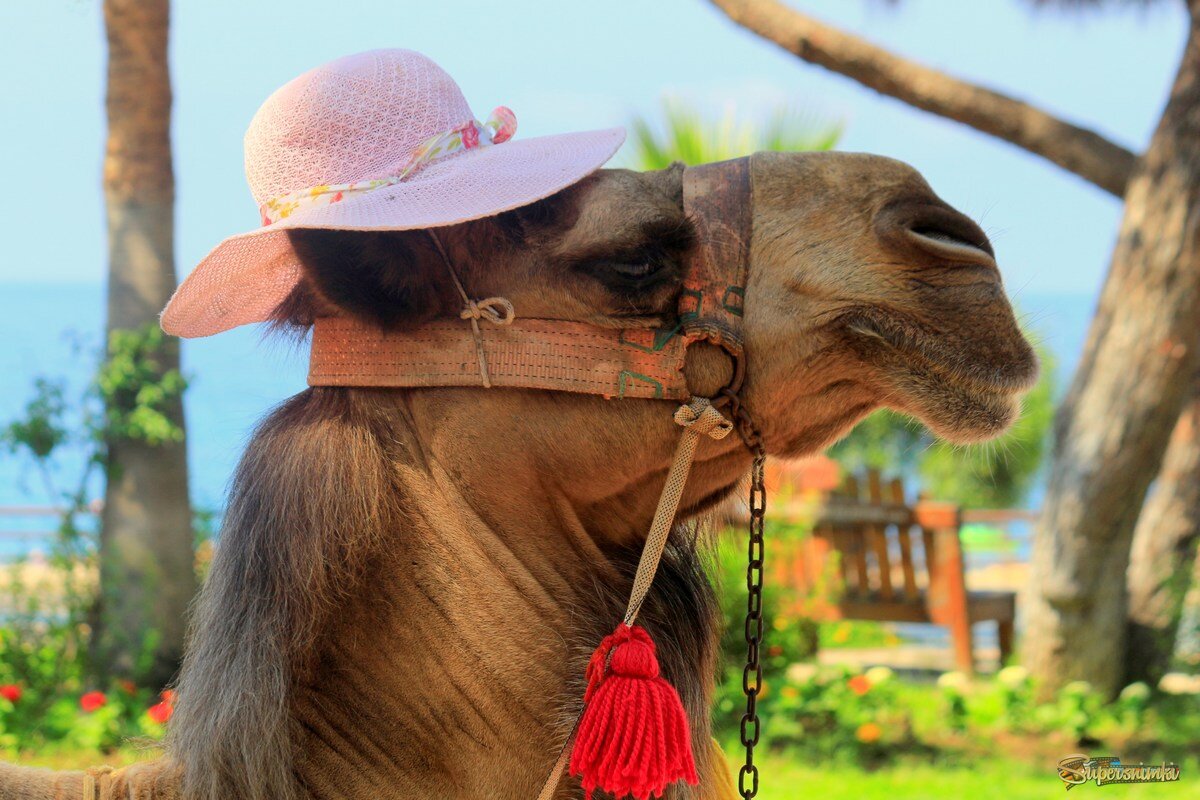  А я иду такая вся в Дольче Габбанa.. 