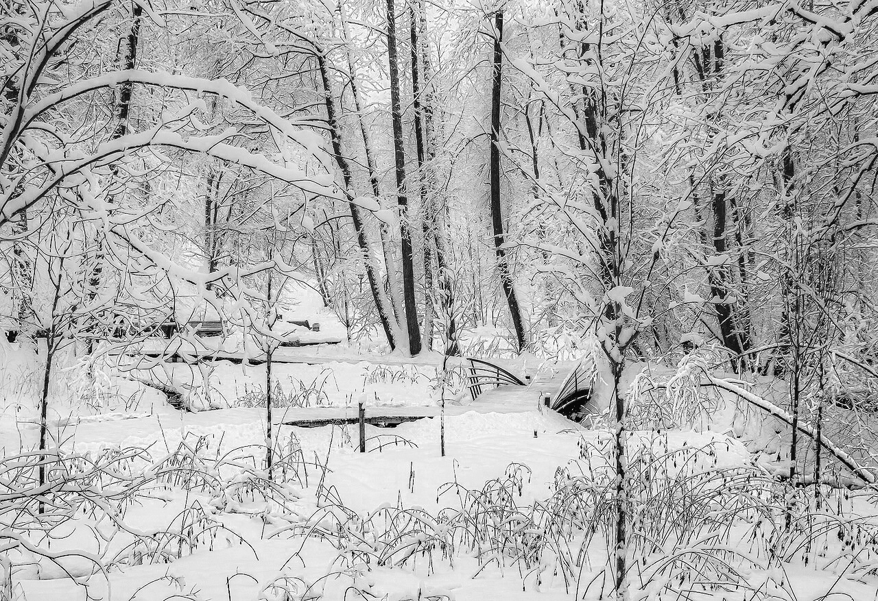 Черно-белая зима