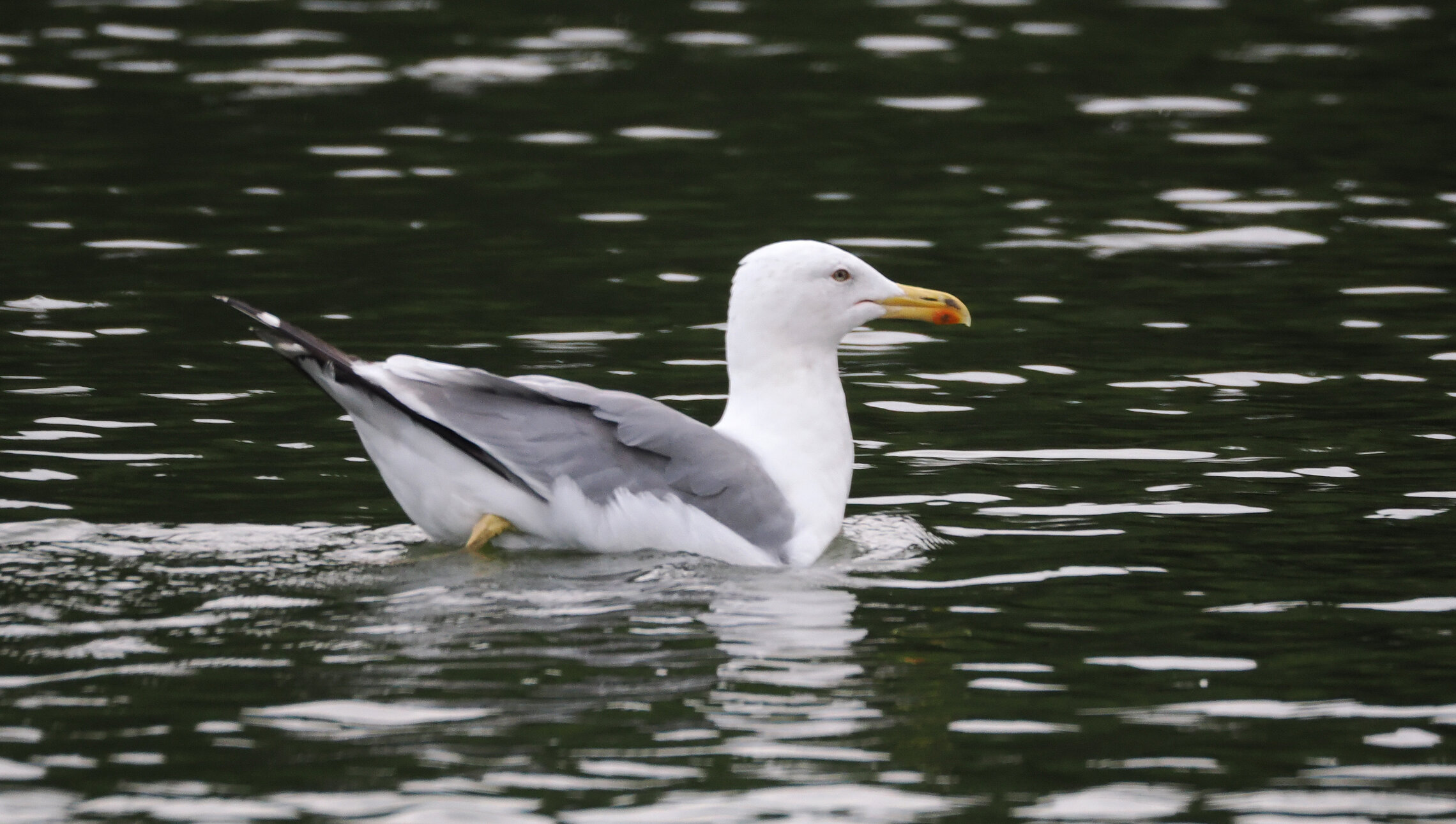 Серебристая чайка.