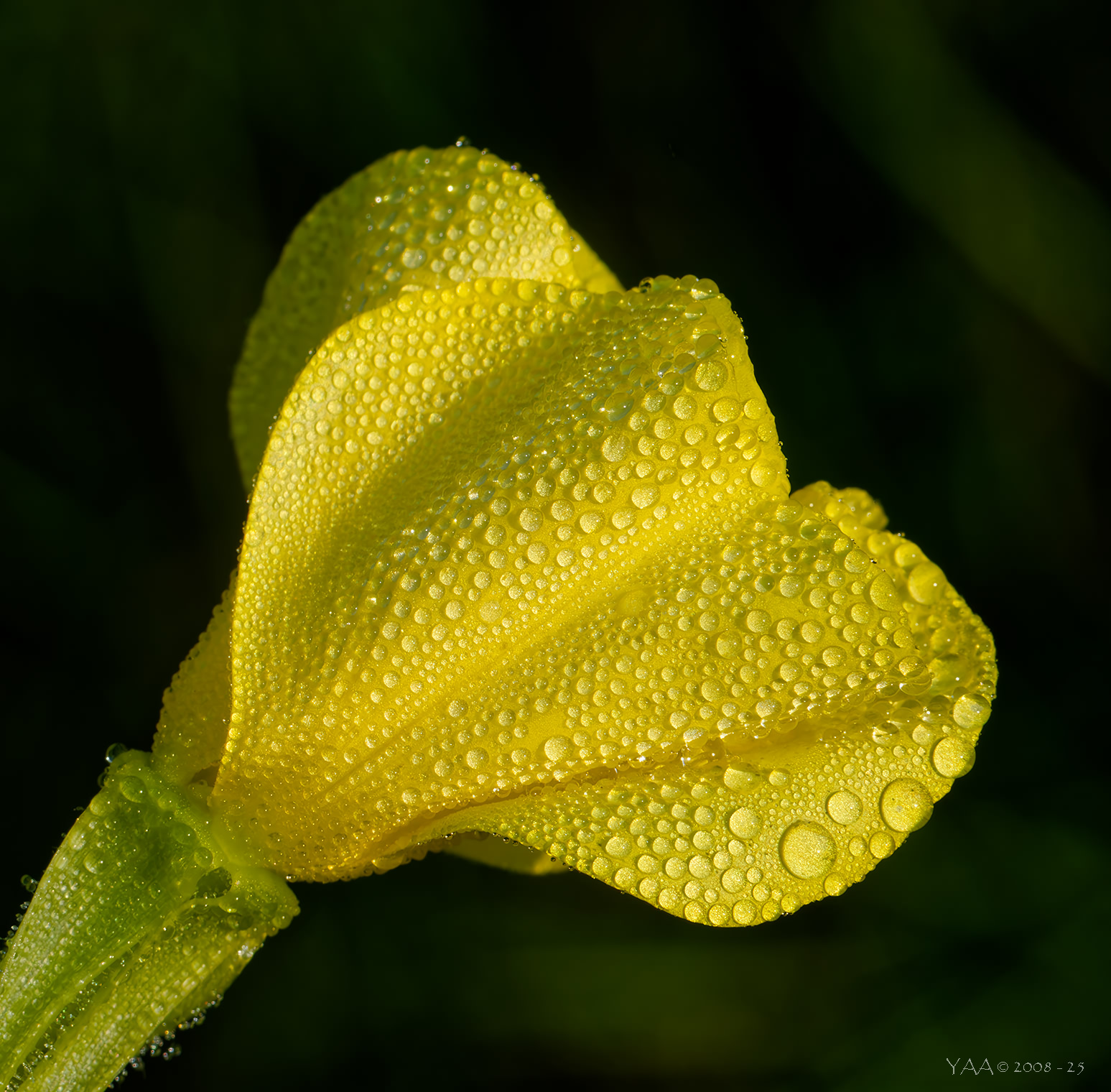 В первых лучах... Встречая рассвет.
