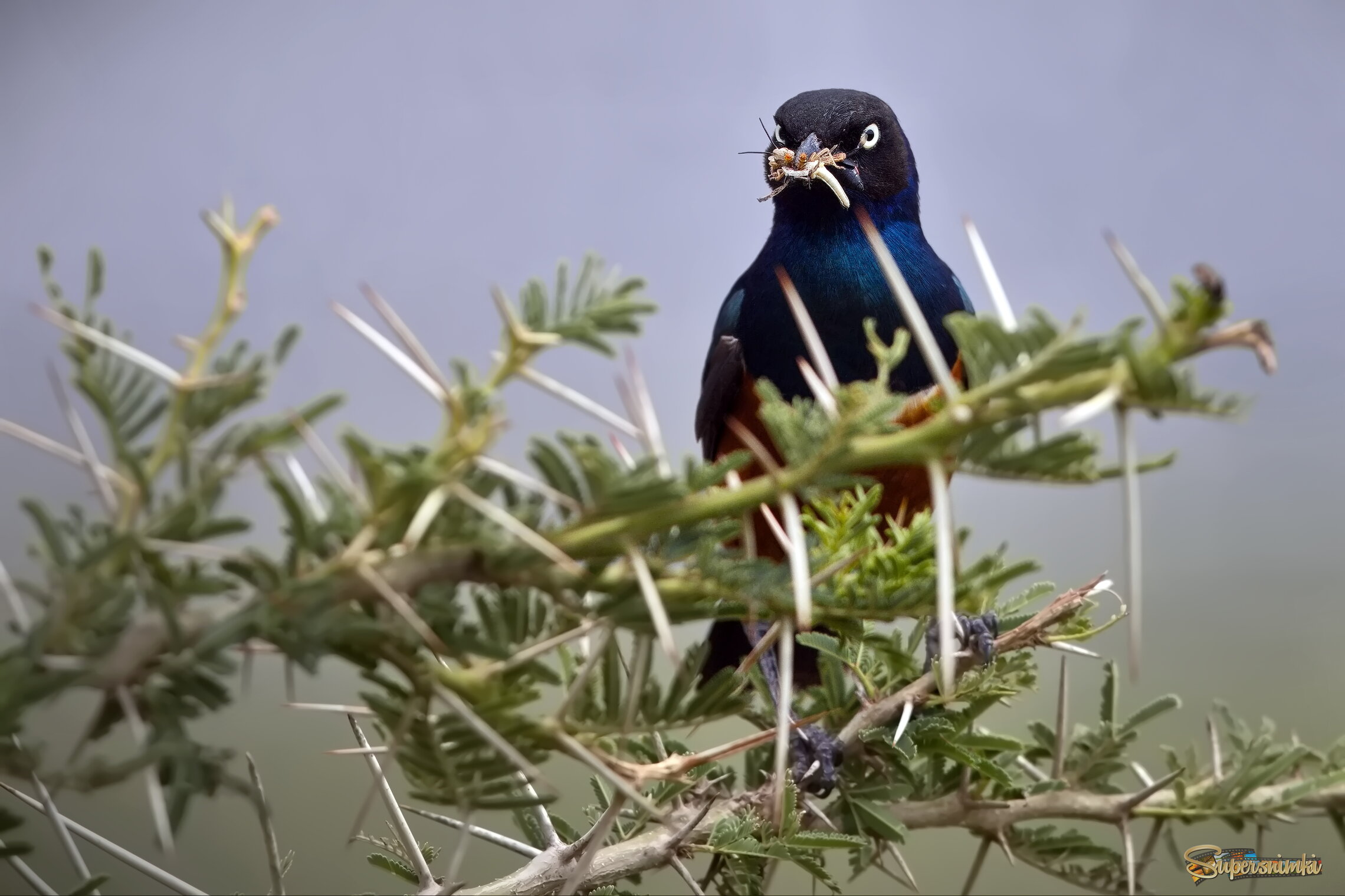 Чудесный улов