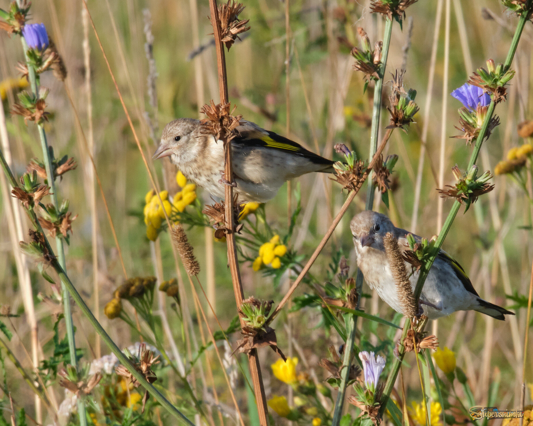Молодые щеглы 