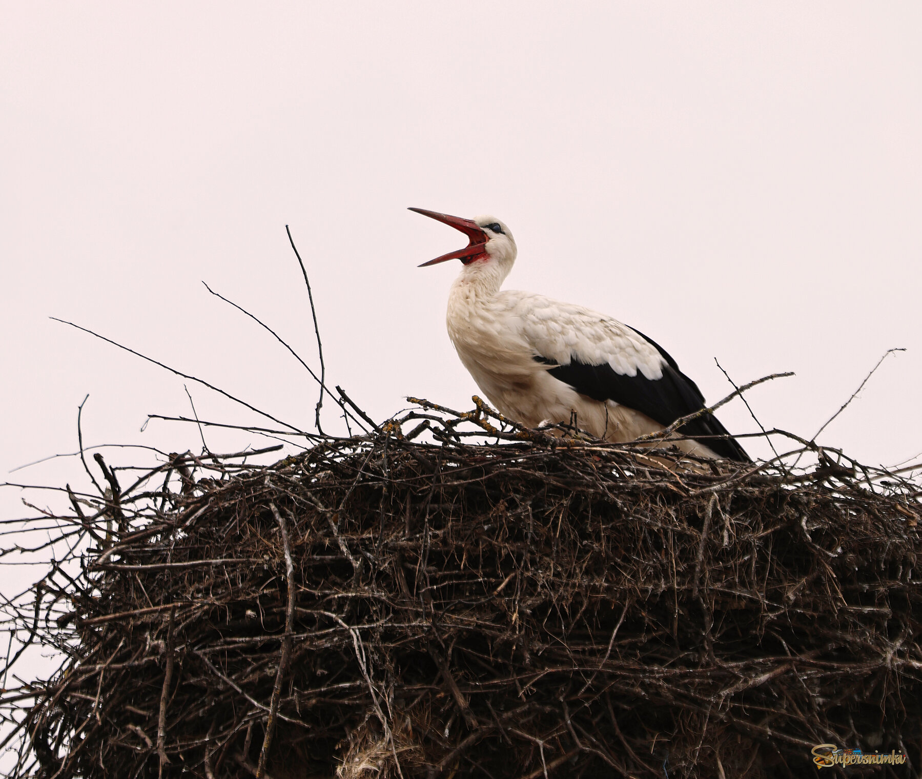 Символ мира.