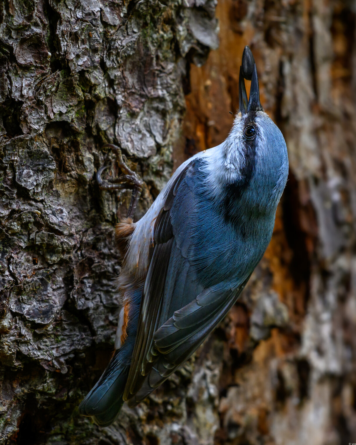 Поползень и семечка .