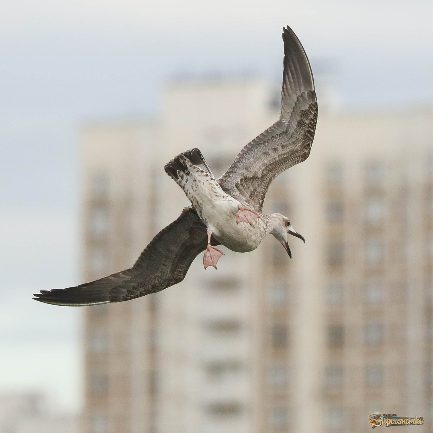 Столкновение неизбежно!