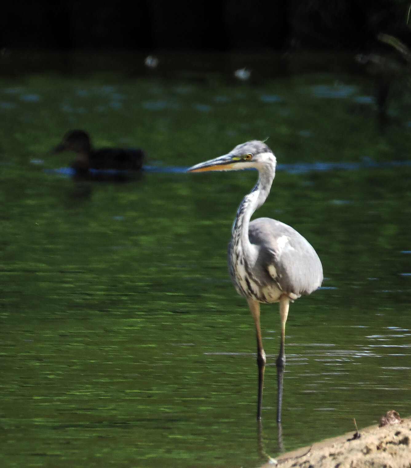 Серая цапля, молодая.